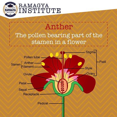 Pollen-Bearing Plant Parts: ANTHER vs. STAMEN Explained